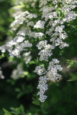 Beyaz çiçeklerle açan dallar. Beyaz çiçekler. Bahar çiçekleri. Doğanın fotoğrafı..