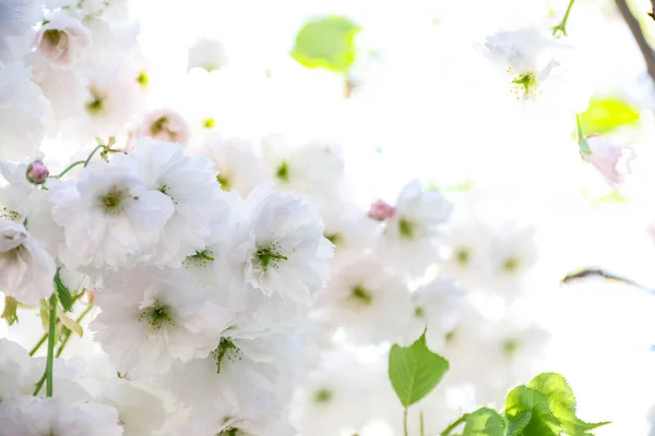白い花で枝を咲かせます 白い花 春の開花 自然の写真 — ストック写真