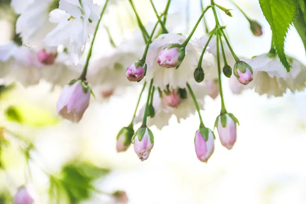 Κλαδιά Ανθίζουν Λευκά Λουλούδια Λευκά Λουλούδια Άνοιξη Φωτογραφία Της Φύσης — Φωτογραφία Αρχείου