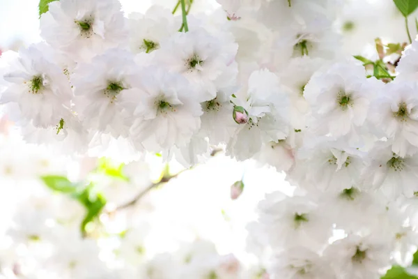 Ramas Floreciendo Con Flores Blancas Flores Blancas Floración Primavera Foto — Foto de Stock