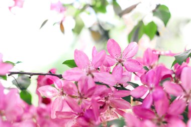 Cennet elma ağacının çiçekli dalları. Meyve ağacı. Doğanın fotoğrafı..