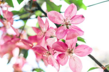 Cennet elma ağacının çiçekli dalları. Meyve ağacı. Doğanın fotoğrafı..