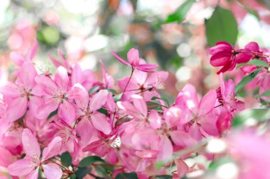 Cennet elma ağacının çiçekli dalları. Meyve ağacı. Doğanın fotoğrafı..