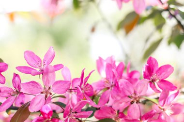 Cennet elma ağacının çiçekli dalları. Meyve ağacı. Doğanın fotoğrafı..