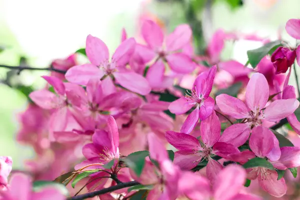 stock image Flowering branches of paradise apple tree. Fruit tree. Photo of nature.