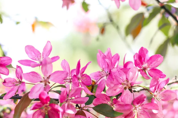 Квітучі Гілки Райської Яблуні Плодове Дерево Фото Природи — стокове фото
