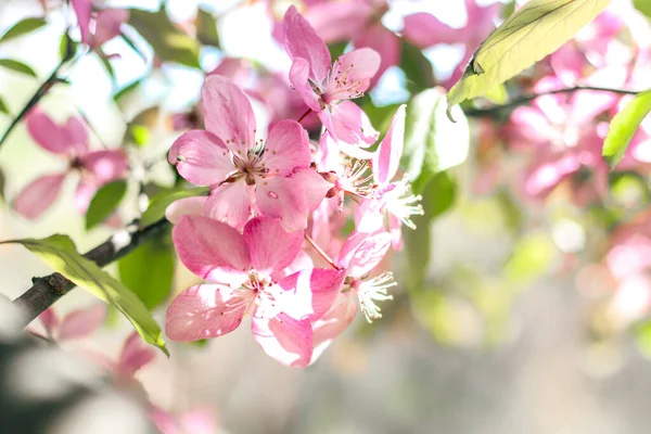 Flowering Branches Paradise Apple Tree Fruit Tree Photo Nature — Stock Photo, Image