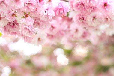 Sakura çiçekleri. Çiçek açan sakura dalları. Sakura. Doğanın fotoğrafı..