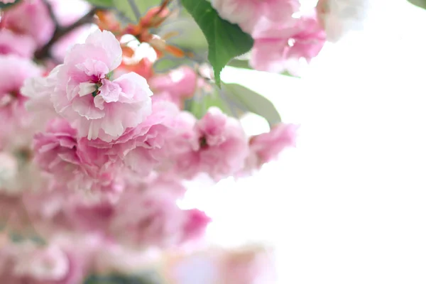 Sakura Bloemen Takken Van Bloeiende Sakura Sakura Foto Van Natuur — Stockfoto