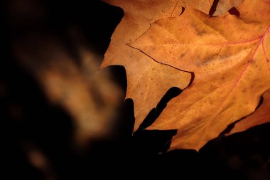 Koyu bir arka planda güneş ışığıyla aydınlatılan sonbahar yaprakları.