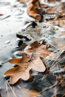 Bir meşe yaprağı suya düştü. Sonbahar.