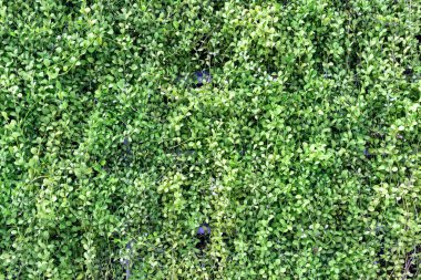 yeşil bitki yaprağı, yeşil yapraklar grubu