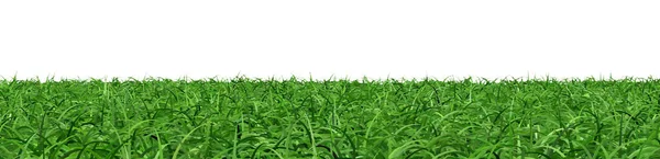 Абстрактно Зеленая Трава Фоновое Изображение Природы Рендеринг — стоковое фото