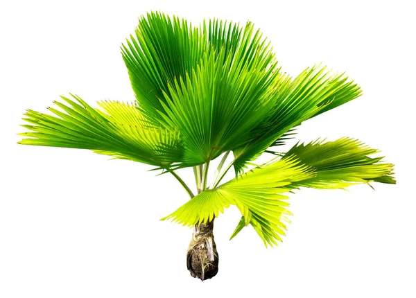 Palm Tree White Background Isolated — Stock Photo, Image