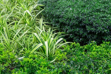 Yeşil yaprak, yeşil yapraklar bahçede