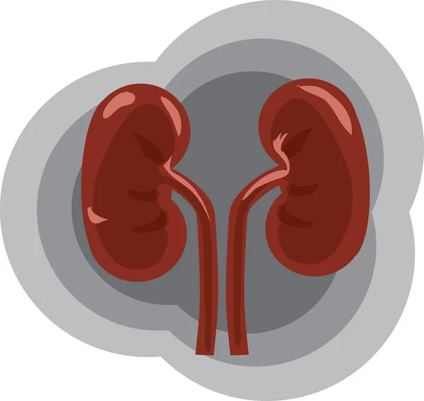 Proper Kidney Function Medical Business Ideas Flat Design Illustration — Stock Vector