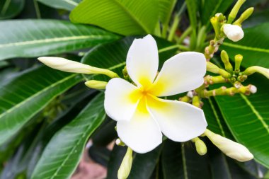 Beyaz çiçeklerin güzelliği, yeşil arka planda beyaz yapraklar.