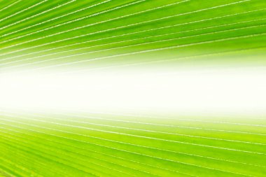 Soyut gölgeler ve yeşil palmiye yapraklarının yer aldığı doğal bir manzara..