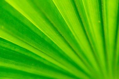 Soyut gölgeler ve yeşil palmiye yapraklarının yer aldığı doğal bir manzara..