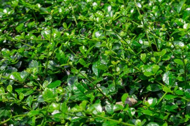 Parktaki küçük ağaçların ve yeşil yaprakların doğası