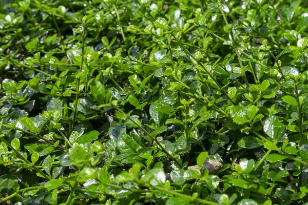 Parktaki küçük ağaçların ve yeşil yaprakların doğası