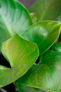 Doğadaki büyük ağaç yaprakları, yaprakların manzarası.