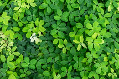 Doğada yeşil yapraklar, üst görünüm küçük yaprakları gösterir.