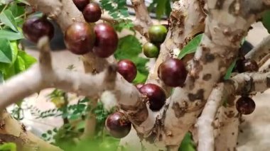 Jabuticaba meyvesi. Ağaç gövdesinde yetişen jaboticaba 'nın egzotik meyvesi. Jabuticaba, Brezilya 'nın yerli üzüm ağacı. Tür Plinia cauliflora. Genç meyve yeşildir..