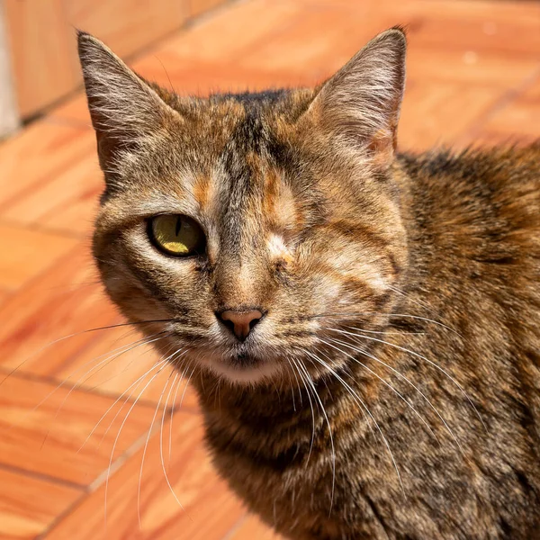 Bir Gözü Kameraya Dönük Kedi Kazara Gözünü Kaybeden Kedi — Stok fotoğraf