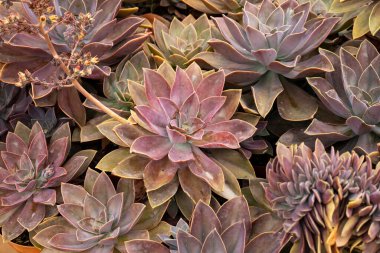 Beautiful garden succulent - Graptopetalum paraguayense - graptopetal