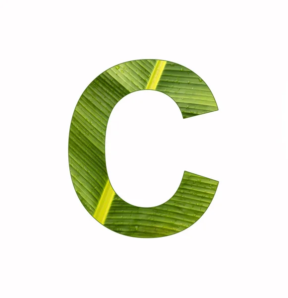 アルファベット文字C バナナの葉の背景 — ストック写真