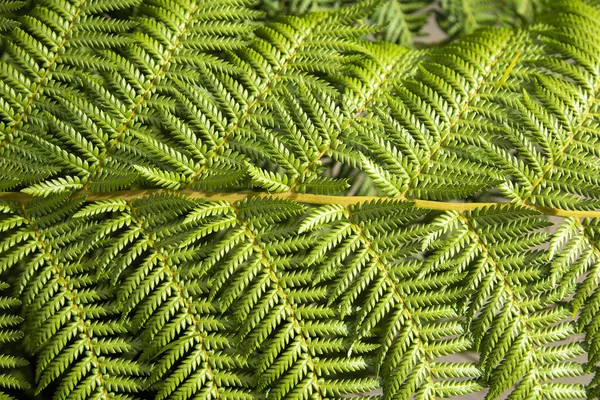 Nahaufnahme Von Fern Pteridium Aquilinum Pflanzenorganismus Detail Des Grünen Blattes — Stockfoto