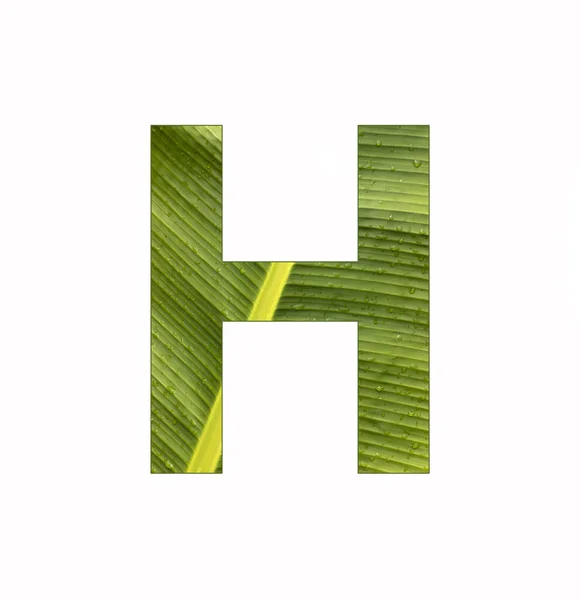 Alphabet Levél Banánnövény Levél Háttér — Stock Fotó