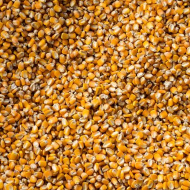 Zea mays - Kolombiya pazarında çiğ mısır