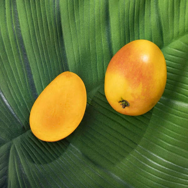 Mangifera Indica Mango Tropické Exotické Kolumbijské Ovoce — Stock fotografie
