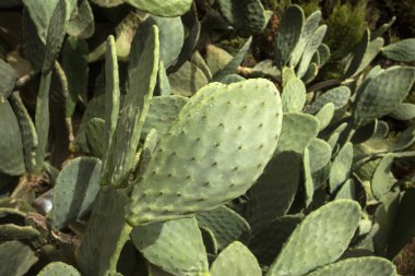 Yeşil kaktüs yaprağı, yenilebilir nopal. Sağlıklı yemek.