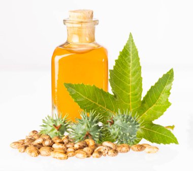 Ricinus communis seeds and hair oil - Natural product