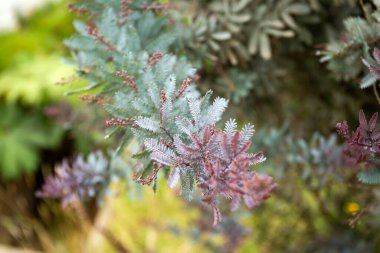 Akasya mimozası - Bahçede yetişen Acacia baileyana Rubra üzerine seçici bir odaklanma