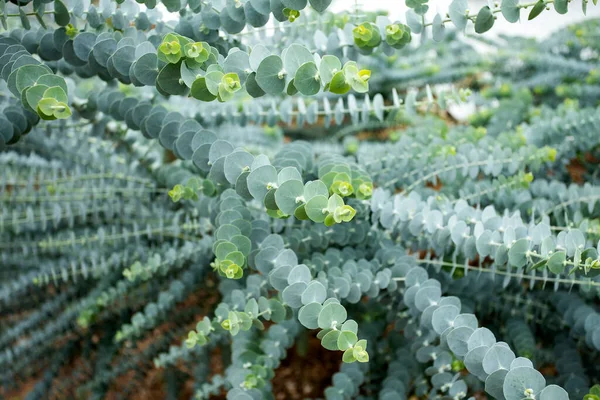 Poudre Eucalyptus Bleu Bébé Feuilles Médicinales Eucalyptus — Photo