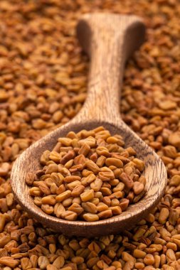 Trigonella foenum-graecum - Dried organic fenugreek seeds in the spoon