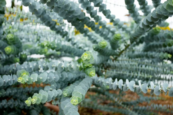 Eukaliptusz Növény Baba Kék Eukaliptusz Kisfiú Kék — Stock Fotó