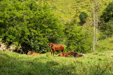 Beautiful landscape with bovine animals in the fields of Colombia
