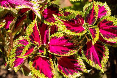 Bahçedeki egzotik coleus bitkisi - Plectranthus scutellarioides