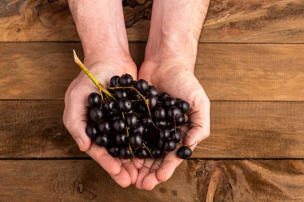 stock image Euterpe oleracea - Fresh acai berries in hands