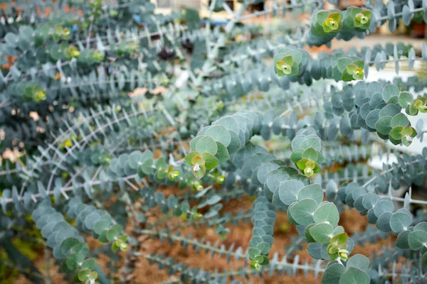 Eukaliptusz Baby Blue Zöld Természet Por Eukaliptusz Baba Kék — Stock Fotó