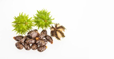 Yeşil ve güneşte kurutulmuş Ricinus komünü tohumları.