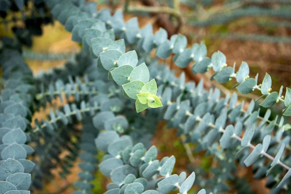 Porszerű Eukaliptusz Babakék Eukaliptusz Gyógyszeres Levelei — Stock Fotó