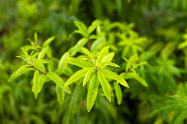 Aloysia Citrodora 'nın yeşil ve aromatik yaprakları