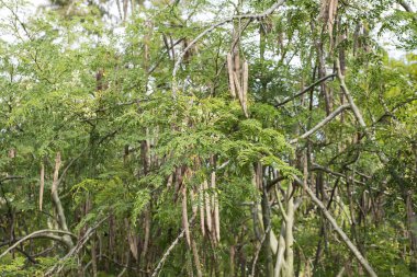 Bitkinin üzerindeki Moringa yaprakları ve kapsülleri - Moringa oleifera