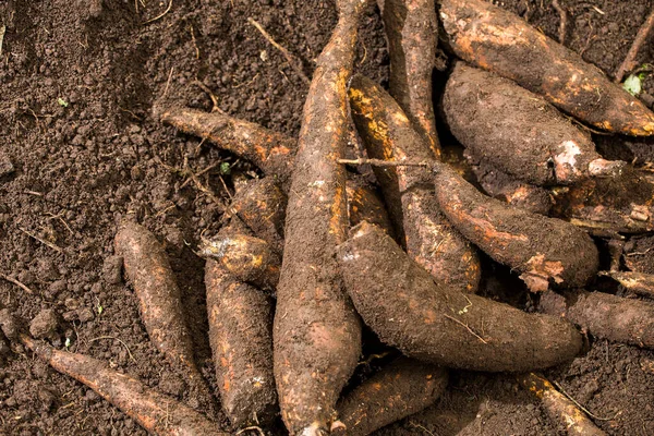 新鮮に収穫されたキャッサバの根 Manihot Esculenta — ストック写真